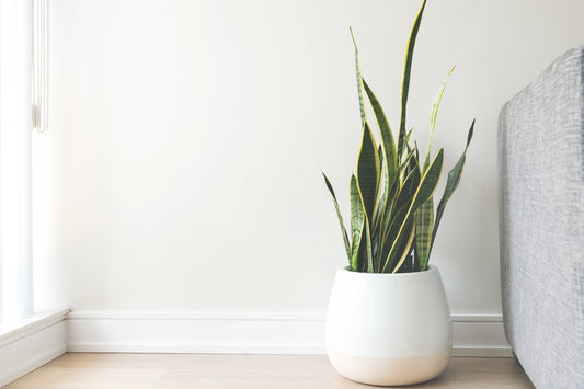 Sustainable Living with Samatva Sanctum: Rediscover Balance, Naturally